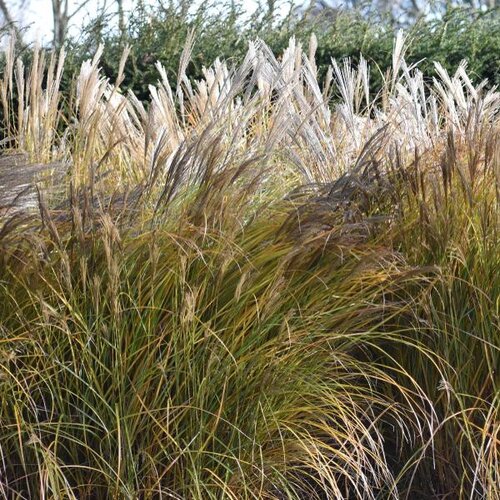 Miscanthus Sinensis Malepartus 3 Litre