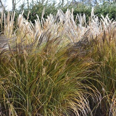 Miscanthus Sinensis Malepartus 3 Litre