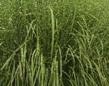 Miscanthus sinensis Strictus 4.6 Litre