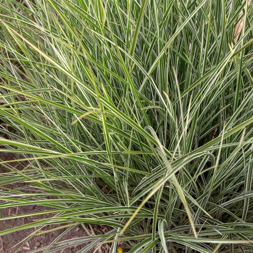 Miscanthus sinensis Variegatus 4.6 Litre
