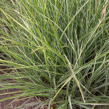 Miscanthus sinensis Variegatus 4.6 Litre