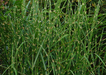 Miscanthus 'Zebrinus' 2 Litre
