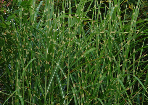 Miscanthus Zebrinus 4.6 Litre