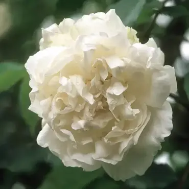Mme Alfred Carriere Rambling Rose 6 Litre - image 1