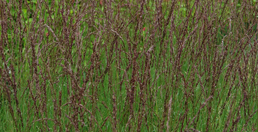 Molinia caerulea Heidezwerg 4.6 Litre