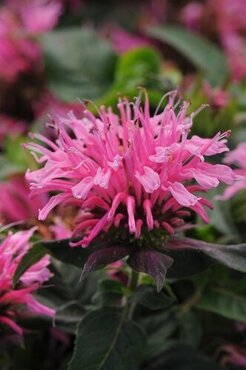 Monarda Balmy Pink 2 Litre