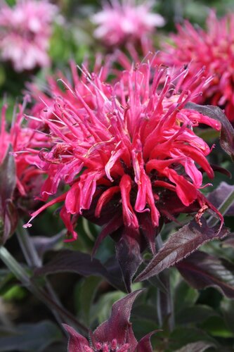 Monarda Balmy Purple 2 Litre