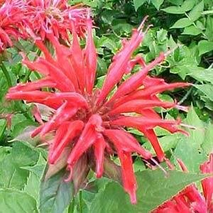 Monarda Gardenview Scarlet 9cm - image 2