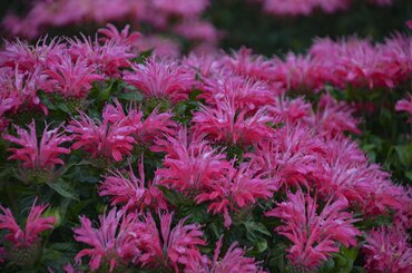 Monarda Marshalls Delight 9cm