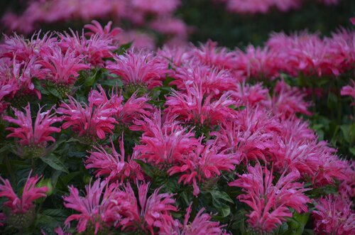 Monarda Marshalls Delight 9cm