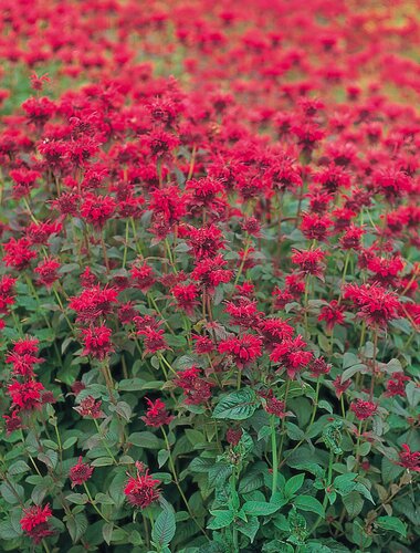 Monarda Red Shades 9cm