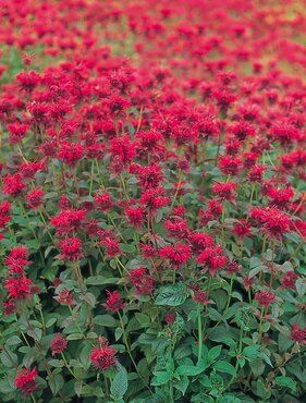 Monarda Red Shades 9cm