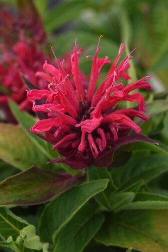 Monarda Red Shades 9cm
