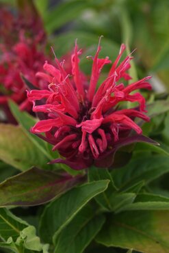 Monarda Red Shades 9cm