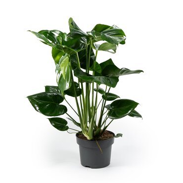 Monstera Deliciosa 23cm