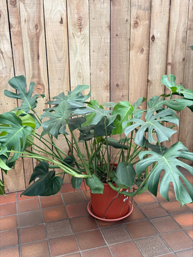 Monstera deliciosa 30cm - image 1