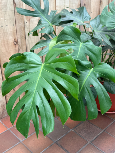 Monstera deliciosa 30cm - image 2