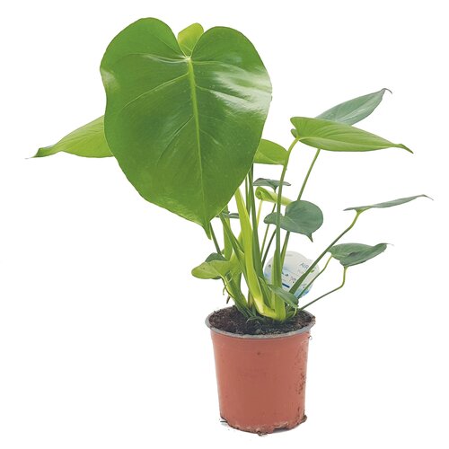 Monstera Delicosa (17cm pot)