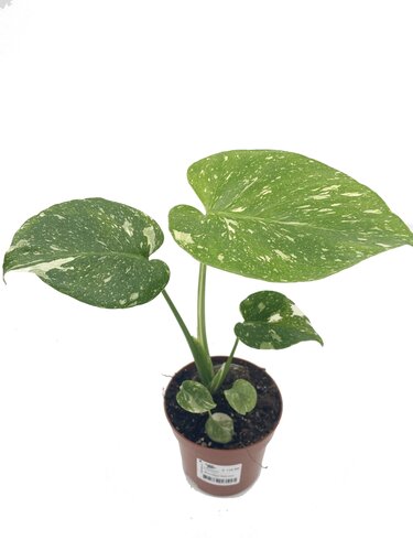 Monstera Thai Constillation - image 1