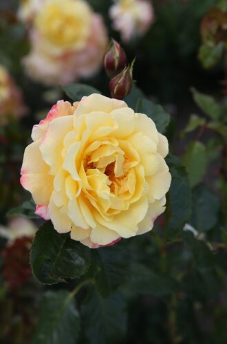 Moonlight 4.5 Litre - image 1