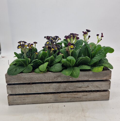 Mothers Day Large Crate (drop in) 33cm