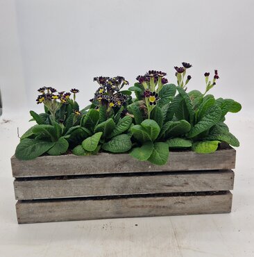 Mothers Day Large Crate (drop in) 33cm