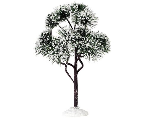 Mountain Pine Large