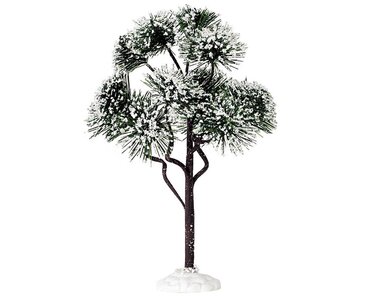 Mountain Pine Large