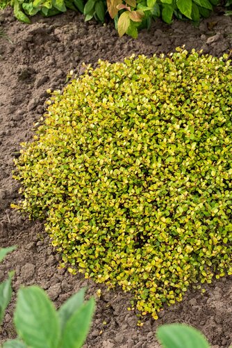Muehlenbeckia Golden Girl 10.5cm