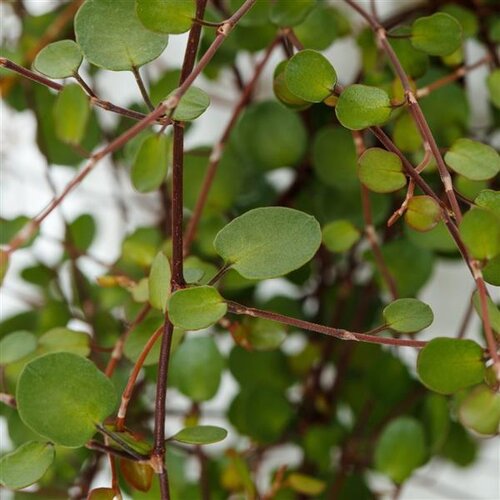 Muehlenbeckia Green 1 Litre