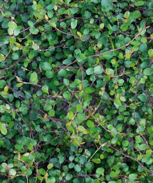 Muehlenbeckia Green 10.5cm