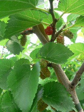 Mulberry nigra Wellington 12 Litre