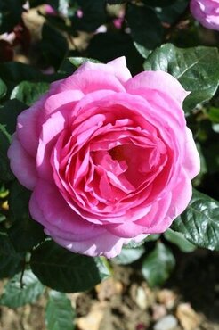 Mum In A Million Showstopper Rose 5.5 Litre