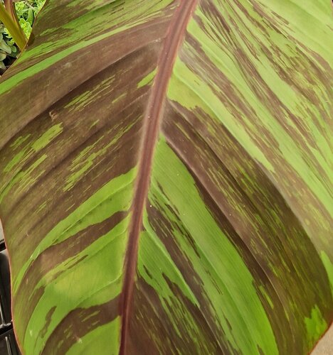 Musa Bengal Tiger 4.5 Litre - image 1