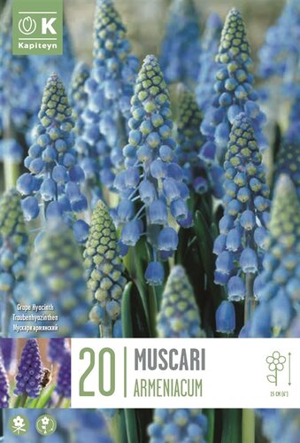 Muscari Armeniacum