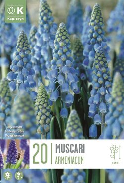Muscari Armeniacum