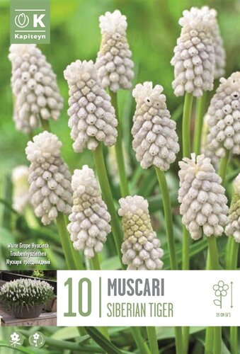Muscari Armeniacum Siberian Tiger