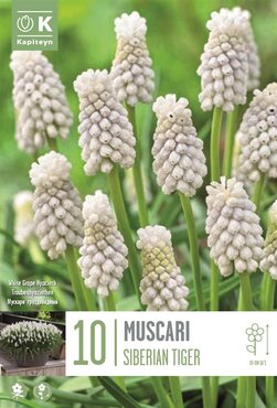 Muscari Armeniacum Siberian Tiger