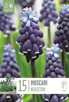 Muscari (Grape Hyacinths)