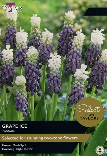 Muscari Grape Ice x 10