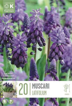 Muscari Latifolium