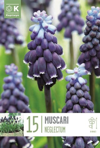 Muscari Neglectum