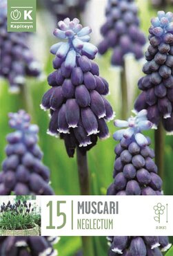 Muscari Neglectum