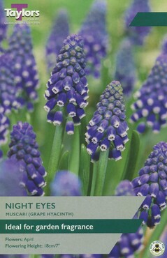 Muscari Night Eyes x 18