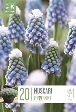 Muscari Peppermint