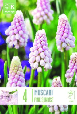 Muscari Pink Sunrise x 4