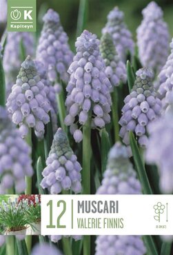 Muscari Valerie Finnis