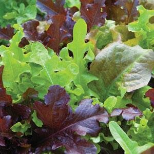 Mustard Streaks Salad Leaf 6 Pack