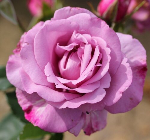 My Lovely Dad Bush Rose 3 Litre - image 1