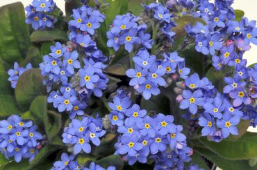 Myosotis Blue Six Pack